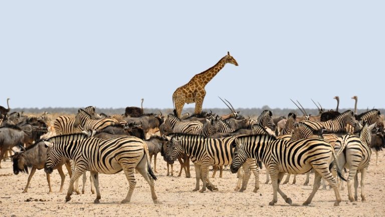 zebra-1170177_1280-scaled-1.jpeg